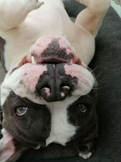 Dein Hund im Dogorama-Kalender 2021-Beitrag-Bild