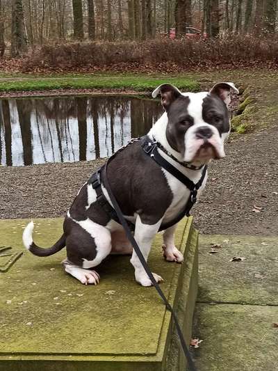 Olde English Bulldogge-Beitrag-Bild