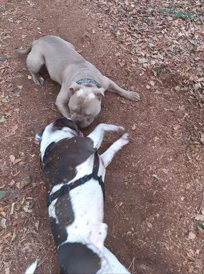 Bester Freund, Hundekumpel - zeigt her!-Beitrag-Bild