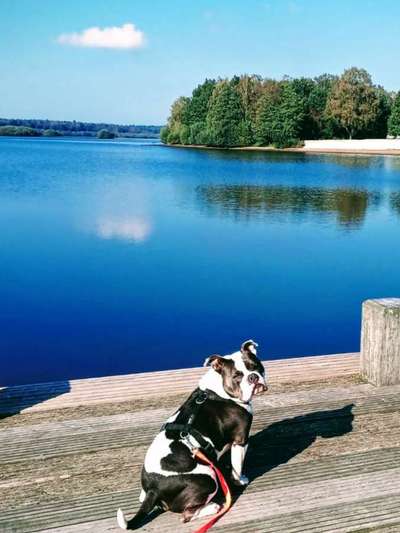 Olde English Bulldogge-Beitrag-Bild