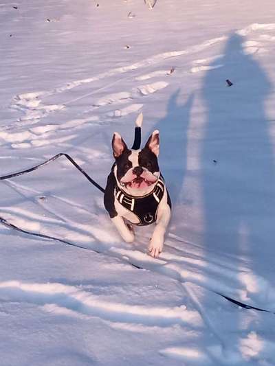 Dogorama Photo Challenge - Es wird nochmal kalt!-Beitrag-Bild