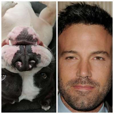 Wie heißt dein Hund?-Beitrag-Bild