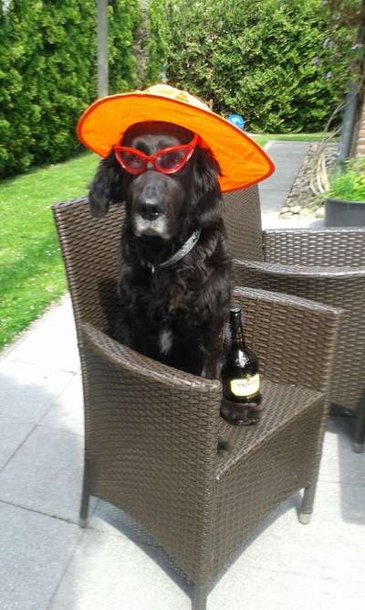 Hier ist der Spaßthread. Zum Schmunzeln und Kaputtlachen-Beitrag-Bild