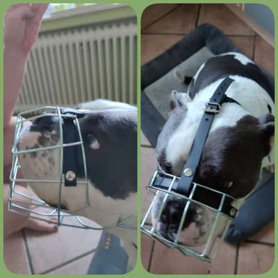 Wie sitzt mein Maulkorb / Maulkorb-Beratung-Beitrag-Bild