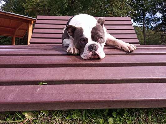 Dogorama Photo Challenge - Gassipause-Beitrag-Bild