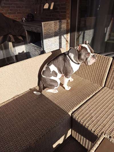 Olde English Bulldogge-Beitrag-Bild