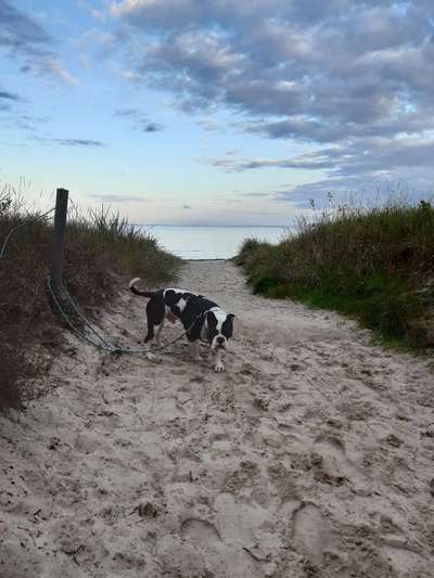 Mit Hund im Urlaub.-Beitrag-Bild