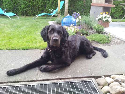 Top Dog-der Live Ticker Thread-Beitrag-Bild