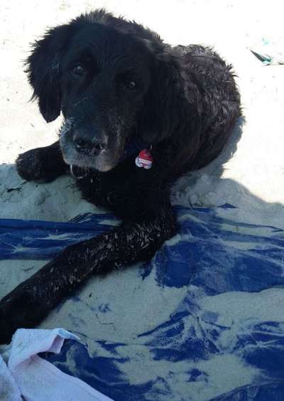 Die Dogorama Wochen Challenge: “Dein Hund im Urlaub”-Beitrag-Bild