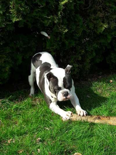 Dein Hund im Dogorama-Kalender 2021-Beitrag-Bild