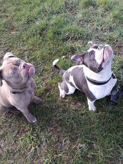 Dein Hund im Dogorama-Kalender 2021-Beitrag-Bild