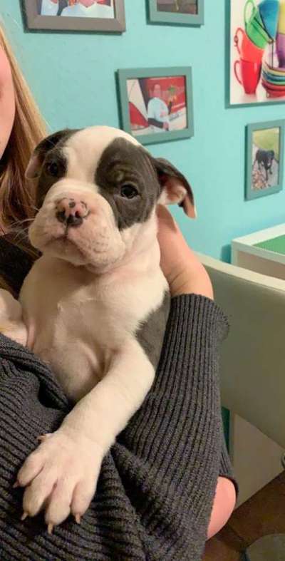 Olde English Bulldogge-Beitrag-Bild