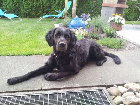 Dein Hund im Dogorama-Kalender 2021-Beitrag-Bild