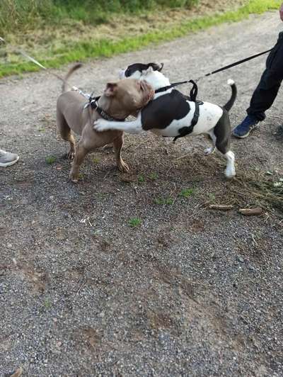 Die Dogorama Wochen Challenge "Friends will be Friends"-Beitrag-Bild