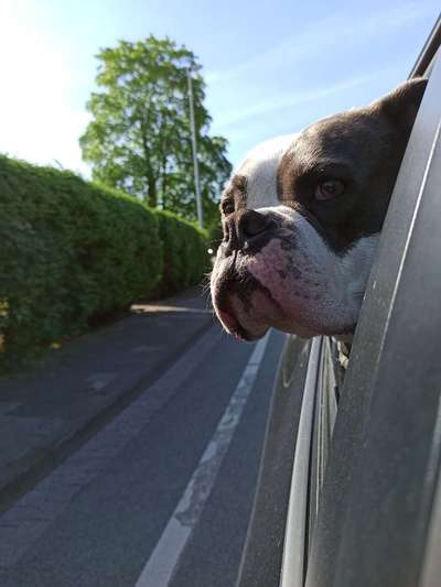 Olde English Bulldogge-Beitrag-Bild