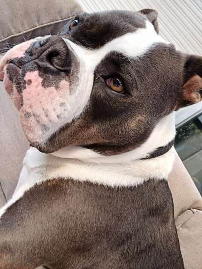 Hunde Porträt (Portrait) Galerie....-Beitrag-Bild