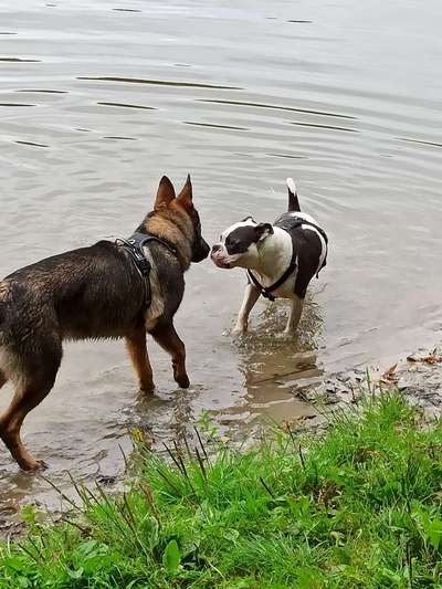 Dogorama Bekanntschaften/Freundschaften-Beitrag-Bild
