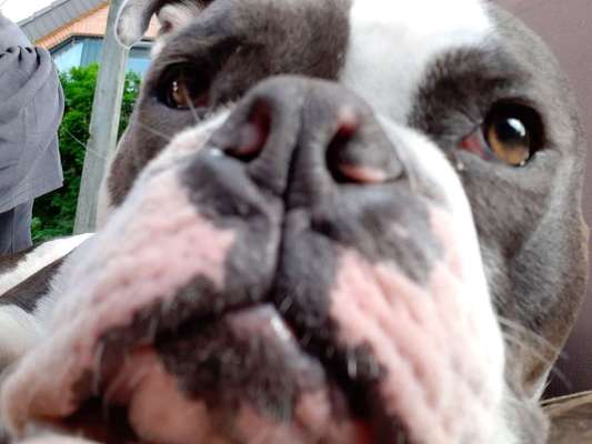Olde English Bulldogge-Beitrag-Bild