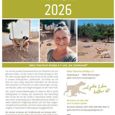 Wie kann man den Hunden im Ausland helfen ?  Stichwort Adoption !-Beitrag-Bild