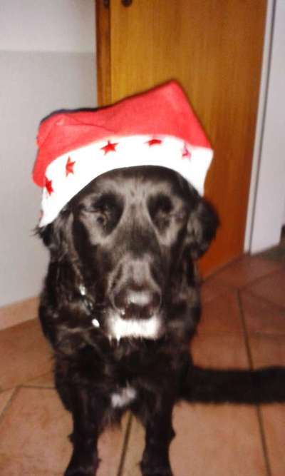 Challenge Nr. 8  Dein Hund im Weihnachtslook-Beitrag-Bild