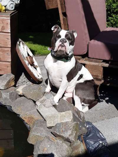 Dein Hund im Dogorama-Kalender 2021-Beitrag-Bild