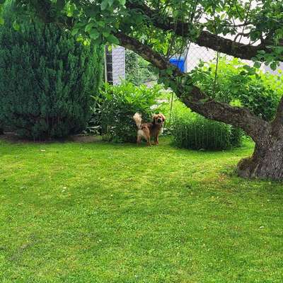 Hundetreffen-Spielen im Garten oder Hundewiese-Bild
