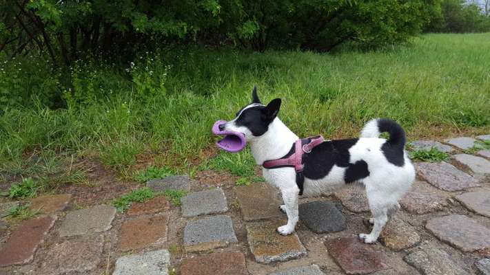 Dogorama Photo Challenge - lustigste Grimasse-Beitrag-Bild