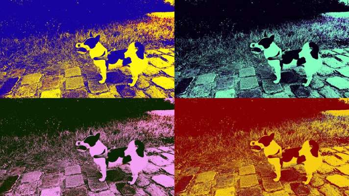 Dogorama Photo Challenge - lustigste Grimasse-Beitrag-Bild