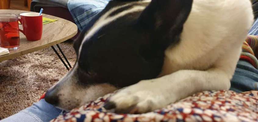 Antibell Halsband-Beitrag-Bild