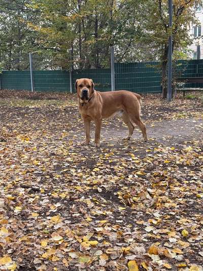 Hundetreffen-1160-Bild