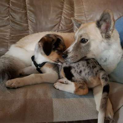 Hundetreffen-Gassi gehen/ Sozialisierung üben in Umgebung