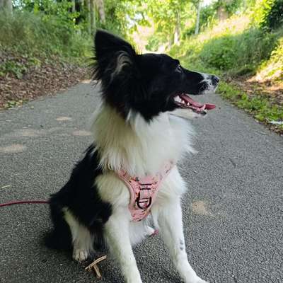 Hundetreffen-Treffen zum Spielen, Toben und Spazierengehen-Bild