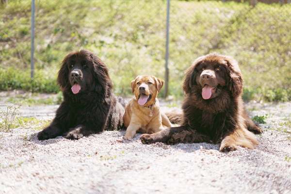 Lieblingsbild von euren Hunden?-Beitrag-Bild