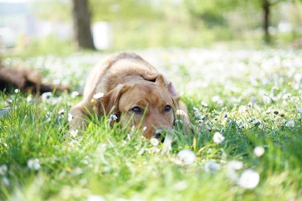 Lieblingsbild von euren Hunden?-Beitrag-Bild