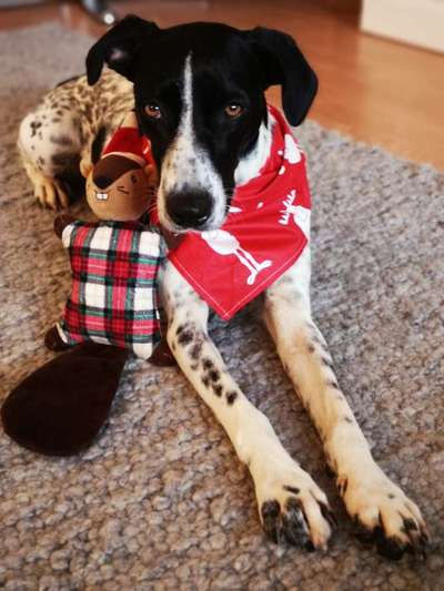 Die Dogorama Kalender Challenge Titelbild-Beitrag-Bild