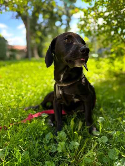 Tierschutzhunde suchen ein Zuhause-Beitrag-Bild