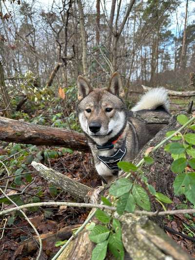 Hundetreffen-Social Walk im Wildpark-Bild