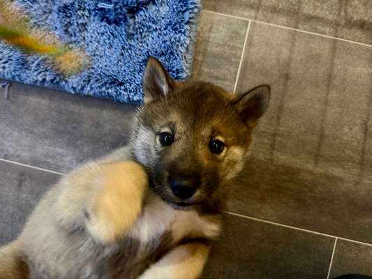 Wie seid ihr zu eurem Welpen gekommen?-Beitrag-Bild