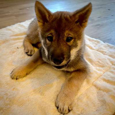 Wie seid ihr zu eurem Welpen gekommen?-Beitrag-Bild