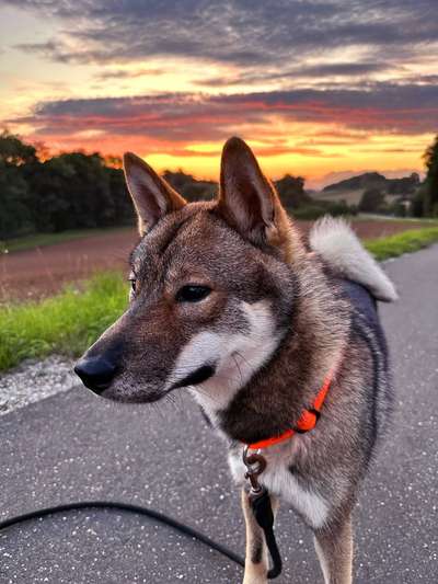 Shikoku-Beitrag-Bild