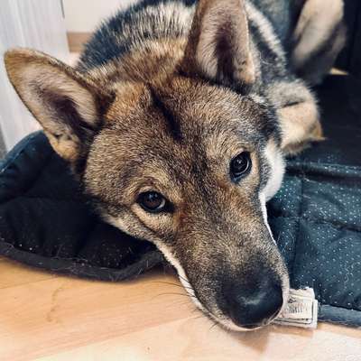 Wie seid ihr zu eurem Welpen gekommen?-Beitrag-Bild