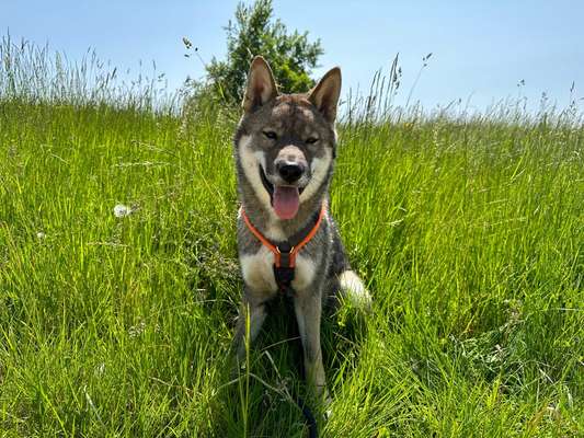 Hundetreffen-Gassi rund um Kunreuth-Bild