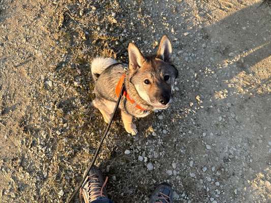 Wie seid ihr zu eurem Welpen gekommen?-Beitrag-Bild