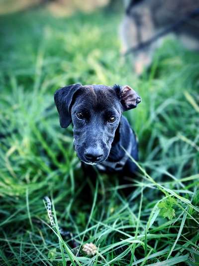 Tierschutzhunde suchen ein Zuhause-Beitrag-Bild