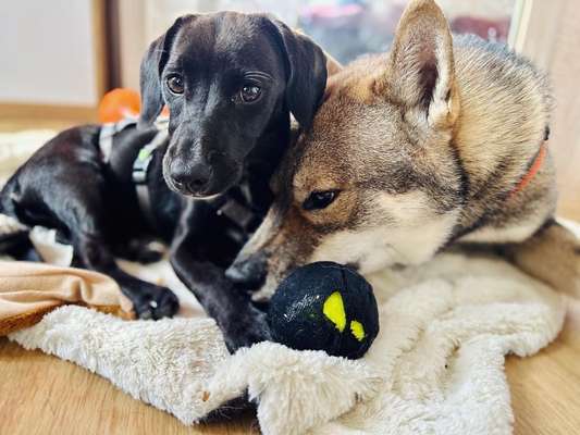Tierschutzhunde suchen ein Zuhause-Beitrag-Bild
