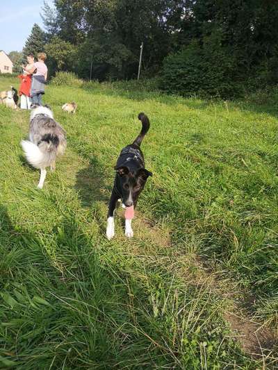 Hunde vom Tierschutzverein 🐕♥️-Beitrag-Bild