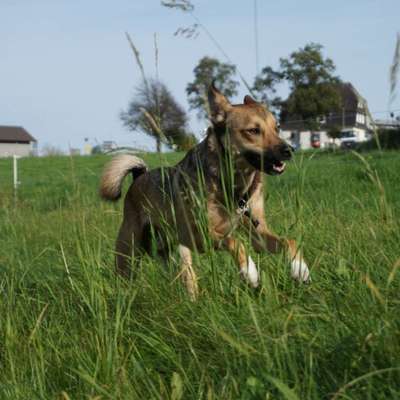 Hundetreffen-Spazieren, Spielen, Trainieren-Bild