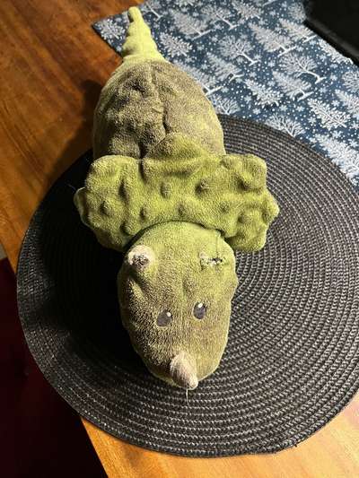 Hat euer(e) Hund(e) Lieblingsspielzeug, das er/sie seit Jahren hat ?-Beitrag-Bild