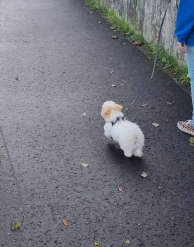 Hundetreffen-Spazieren und Spielen 😊-Bild