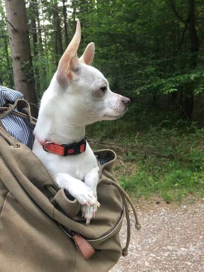 eure Spitznamen für die Vierbeiner-Beitrag-Bild